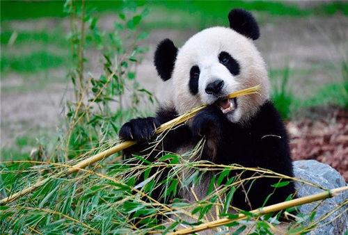 熊猫duck吃瓜黑料,吃瓜黑料背后的真相与反思